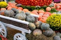 Beautiful ripe pumpkins in a cart. Harvest Festival. Collective farmers autumn harvest. Gorgeous autumn background with pumpkins Royalty Free Stock Photo