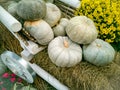 Beautiful ripe pumpkins lie on a white cart. Farmers autumn harvest. Gorgeous autumn background with pumpkins Royalty Free Stock Photo