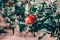 Beautiful ripe red apple on branch in orchard garden. Organic sweet fruit hanging on apple tree at a farm. Eco natural background Royalty Free Stock Photo