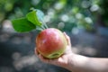 Beautiful ripe red apple with green leaves in little girl hands Royalty Free Stock Photo