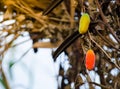 Ripe red fruit of Ivy Gourd Coccinia grandis with brown dry leaves at the background. Royalty Free Stock Photo