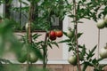 Beautiful ripe red tomatoes weigh on green branch Royalty Free Stock Photo