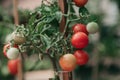 Beautiful ripe red tomatoes weigh on green branch Royalty Free Stock Photo