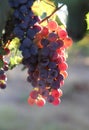 Beautiful ripe red wine grapes clusters ready to harvest in a vineyard Royalty Free Stock Photo