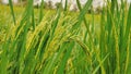 Beautiful ripe rice paddy field background chattisgarh india