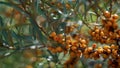 Beautiful ripe sea buckthorn berry bunch hanging on a tree