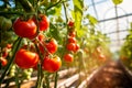 Beautiful Ripe Tomatoes Inside A Greenhouse