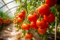 Beautiful Ripe Tomatoes Inside A Greenhouse