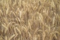 Beautiful ripe wheats background.