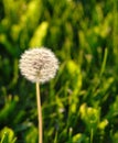 Beautiful ripe white fluffy dandelion in lush green grass in bright sunlight. Royalty Free Stock Photo