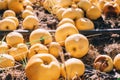 Beautiful ripe yellow apples on ground in orchard garden. Organic sweet fallen rotten fruits lying on land at farm. Sunny summer