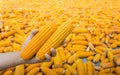 Beautiful Ripe yellow corn. Corn and Grain Handling or Harvesting Terminal Royalty Free Stock Photo