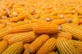 Beautiful Ripe yellow corn. Corn and Grain Handling or Harvesting Terminal Royalty Free Stock Photo