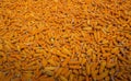 Beautiful Ripe yellow corn. Corn and Grain Handling or Harvesting Terminal Royalty Free Stock Photo