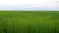 Beautiful Ripening crop of green wheat landscape at rural countryside Spain