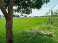 Beautiful rise crops forming and mango tree India& x27; Chhattisgarh