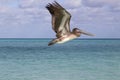 Beautiful rise of a pelican