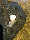 Beautiful river animal perched on a stone.