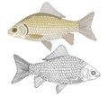 Beautiful river crusian carp with scales, hand drawing. Set of fish in color and black and white, isolated. Vector illustration Royalty Free Stock Photo