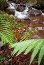 Beautiful river flowing in autumn scenery forest with fern Royalty Free Stock Photo