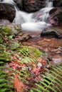 Beautiful river flowing in autumn scenery forest with fern Royalty Free Stock Photo