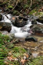 Beautiful river flowing in autumn scenery forest with fern Royalty Free Stock Photo