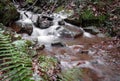 Beautiful river flowing in autumn scenery forest with fern Royalty Free Stock Photo