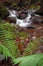 Beautiful river flowing in autumn scenery forest with fern Royalty Free Stock Photo