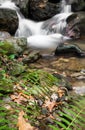 Beautiful river flowing in autumn scenery forest with fern Royalty Free Stock Photo