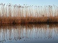 A beautiful river with reed on its shore and its reflection on the water. Royalty Free Stock Photo