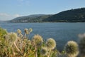 Beautiful river rhine with flowers near Bacharach