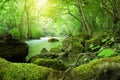 Beautiful river in the sunny forest Royalty Free Stock Photo