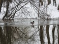 River Sysa, trees and duck in winter, Lithuania Royalty Free Stock Photo