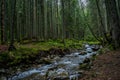 Beautiful river between trees the dark forest at the mountains Royalty Free Stock Photo