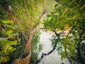 Beautiful River and trees reflection and water Royalty Free Stock Photo