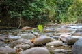 Beautiful river in venezuela