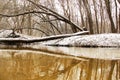 Beautiful river in the winter forest. Background. Nature wallpaper Royalty Free Stock Photo