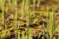 A beautiful riverside scenery in autumn. Plants growing near the river.