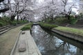 Beautiful riverside walkways under romantic archways of pink cherry blossom trees Sakura Namiki by a small river bank