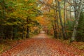 A beautiful road in autumn