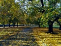 Beautiful road in autumn in the park Royalty Free Stock Photo