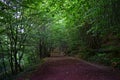 A beautiful road in the forest Royalty Free Stock Photo