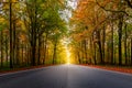 A beautiful road through a forest during autumn