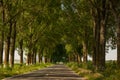 Beautiful road like a tunnel through the green trees in the summer Royalty Free Stock Photo
