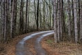 Beautiful season in the forest, mountain path, road with trees, autumn leaves