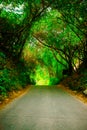 Beautiful road or path way in alley with green trees and grass in summer sunny outdoor without car