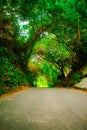 Beautiful road or path way in alley with green trees and grass in summer sunny outdoor without car