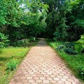 Beautiful road surrounded by Shady trees