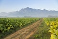 Beautiful road in the tobacco fields with mountain