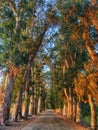 Beautiful road with trees at AkÃ§ap?nar Marmaris which called Love Road (Asiklar yolu)